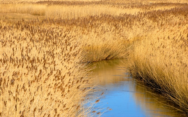 Reeds, River Glaven, Cley next the Sea, Norfolk Photo: Hanne Siebers